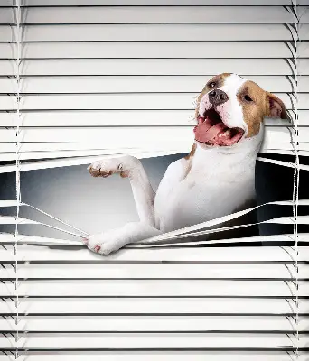 Blackout roller blind dog pattern