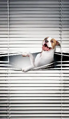 Blackout roller blind dog pattern