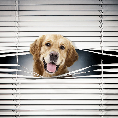 Blackout roller blind for window Golden Dog