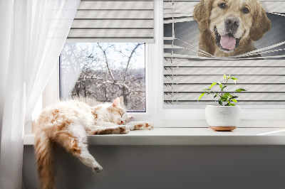 Blackout roller blind for window Golden Dog