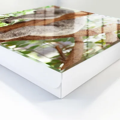 Koala relaxation Key cabinet