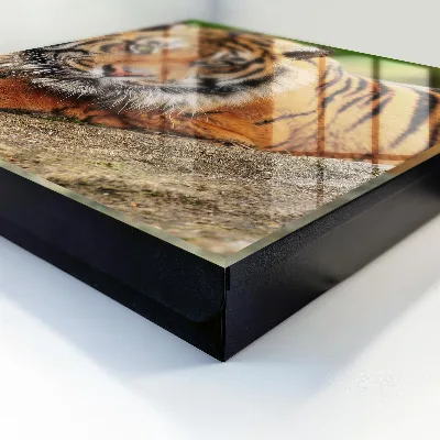 Tiger resting Wall mounted key box
