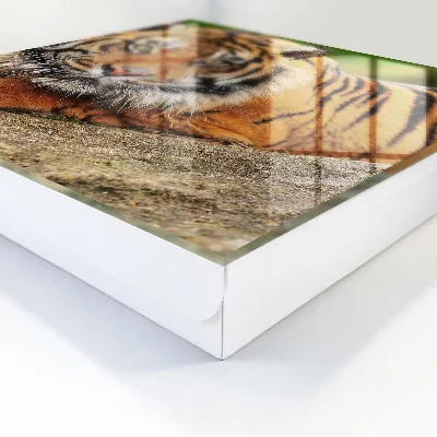 Tiger wall mounted key box with tiger resting print