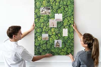 Pin board Forest trees nature