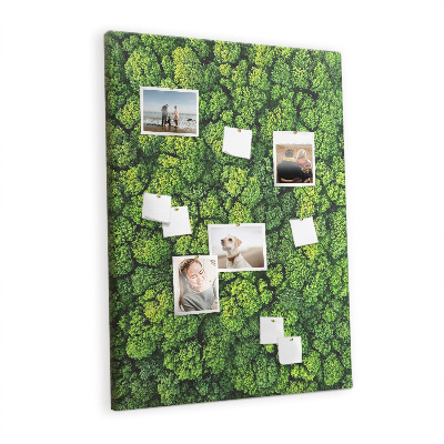 Pin board Forest trees nature