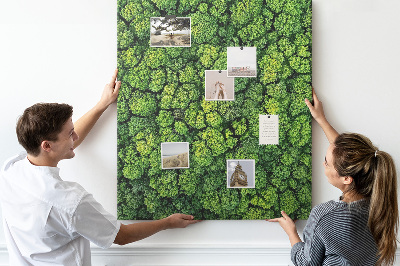 Pin board Forest trees nature