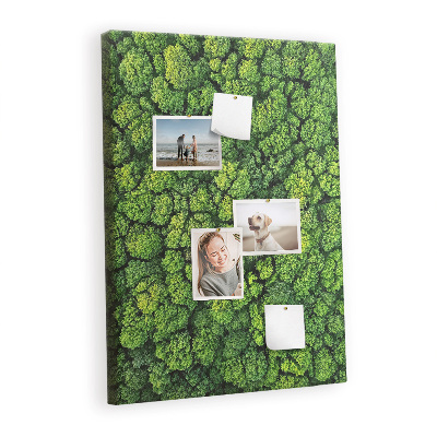 Pin board Forest trees nature