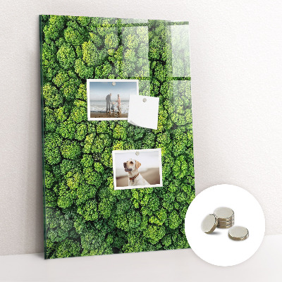 Magnetic memo board Forest tree nature