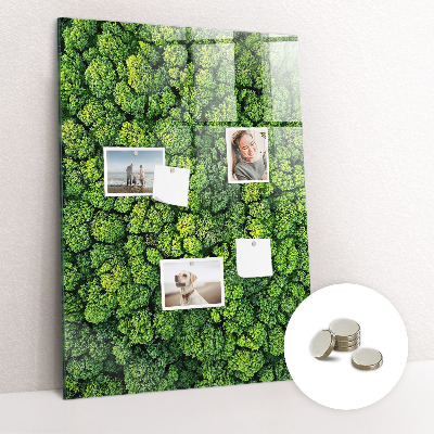Magnetic memo board Forest tree nature