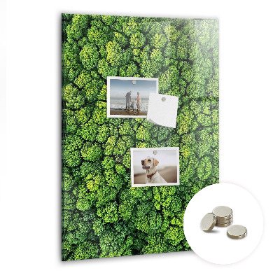 Magnetic memo board Forest tree nature