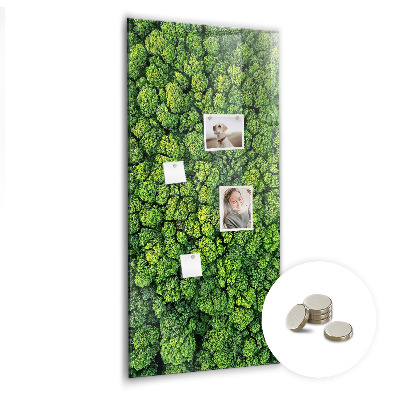 Magnetic memo board Forest tree nature