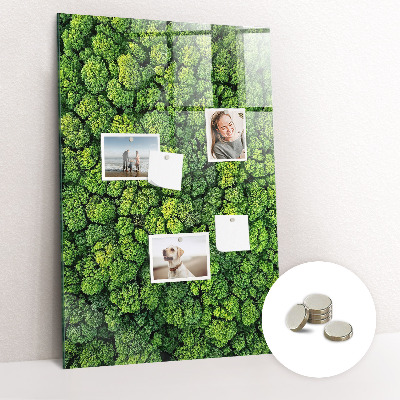 Magnetic memo board Forest tree nature