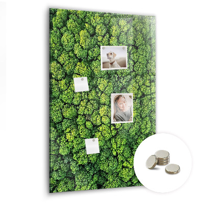 Magnetic memo board Forest tree nature