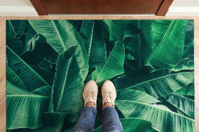 Doormat Plants leaves