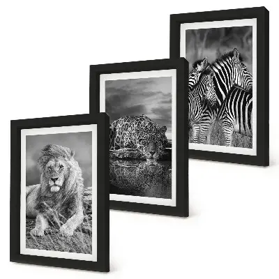 3-piece wall art set Wild animals of the savannah: lion, jaguar, and zebra