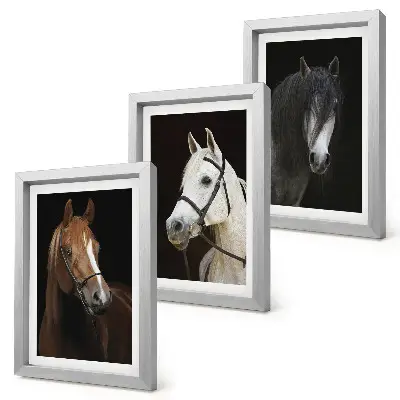 Framed triptych Portraits of horses in different shades of fur