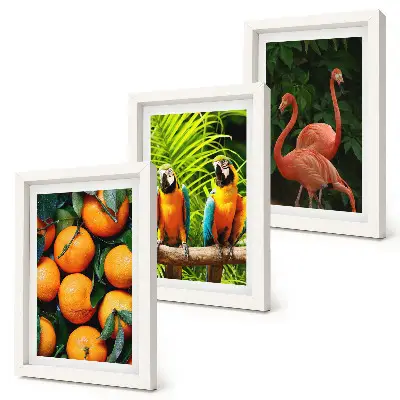 Photo frame wall with tropical fruity accents featuring parrots and flamingos