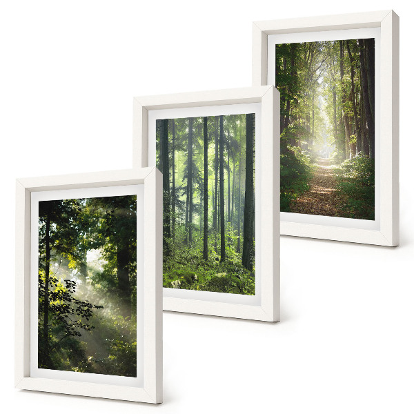 Photo frame wall Green forests with rays of light and a forest path