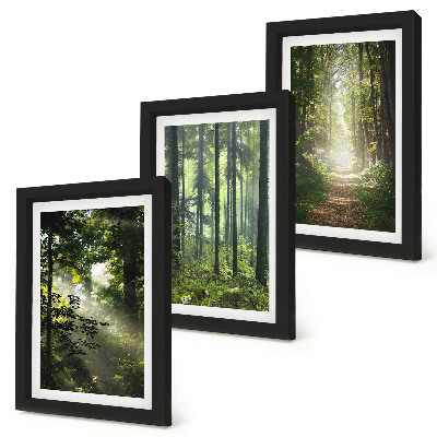 Photo frame wall Green forests with rays of light and a forest path