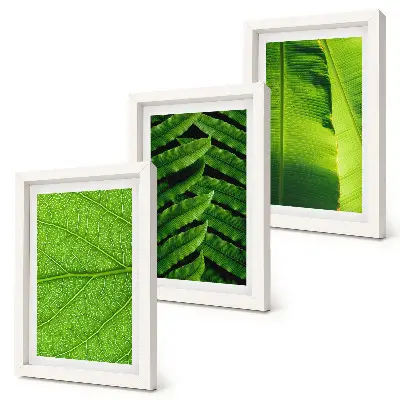 Photo frame wall with close-ups of tropical leaves