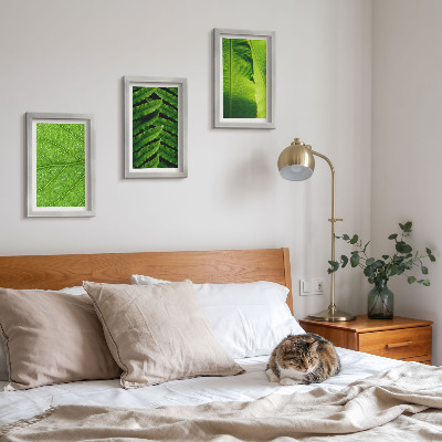 Photo frame wall Close-ups of tropical leaves