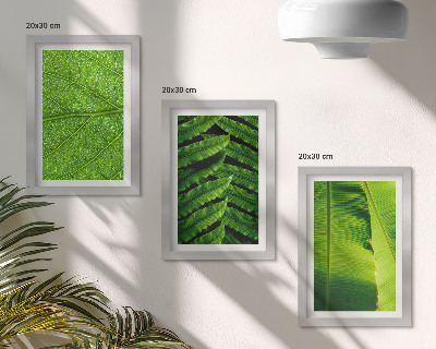 Photo frame wall Close-ups of tropical leaves