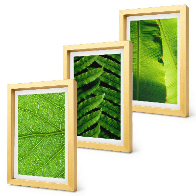 Photo frame wall Close-ups of tropical leaves