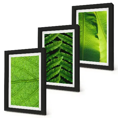 Photo frame wall with close-ups of tropical leaves