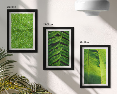 Photo frame wall Close-ups of tropical leaves