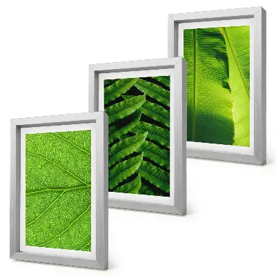 Photo frame wall with close-ups of tropical leaves