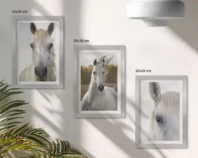 3-piece wall art set White horses in various poses against a natural background