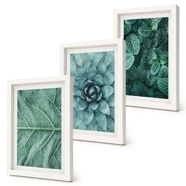 Photo frame wall set with close-ups of succulent plants and leaves