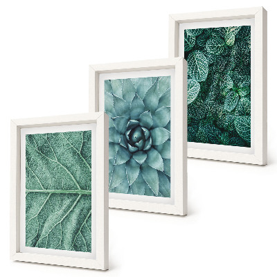 Photo frame wall Close-ups of succulent plants and leaves