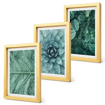 Photo frame wall set with close-ups of succulent plants and leaves