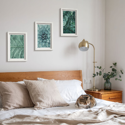 Photo frame wall Close-ups of succulent plants and leaves