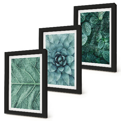 Photo frame wall Close-ups of succulent plants and leaves