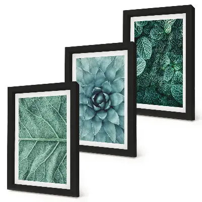 Photo frame wall set with close-ups of succulent plants and leaves