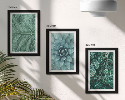 Photo frame wall Close-ups of succulent plants and leaves