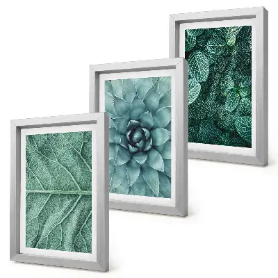 Photo frame wall set with close-ups of succulent plants and leaves