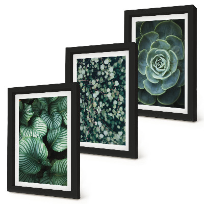 Photo frame wall Green leafy plants and stylish succulents
