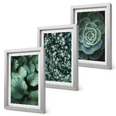 Photo frame wall Green leafy plants and stylish succulents