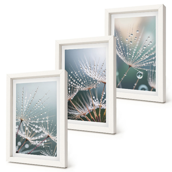 Photo frame wall Drops of water on the delicate shoots of dandelions
