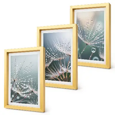 Photo frame wall drops of water on delicate dandelion shoots