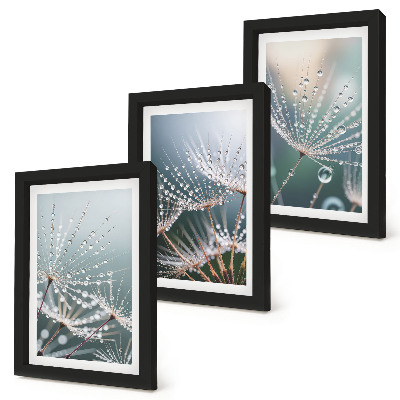 Photo frame wall Drops of water on the delicate shoots of dandelions
