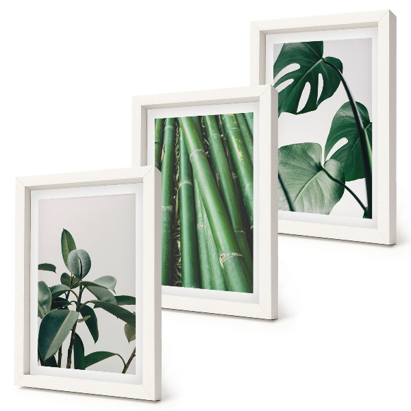 3-piece wall art set Bamboo stems houseplant and monstera leaves