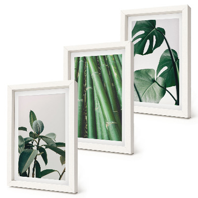 3-piece wall art set Bamboo stems houseplant and monstera leaves