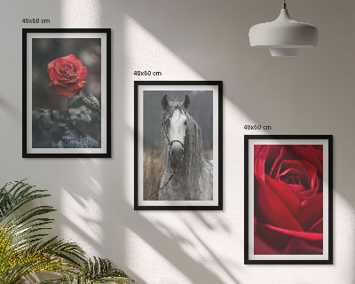 Set of 3 framed wall art pieces Red roses horse gray world
