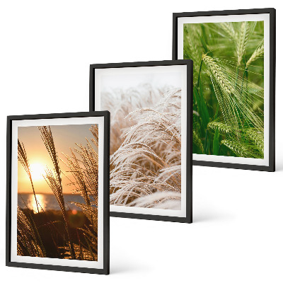 Three-piece wall art piece Grasses colorful nature