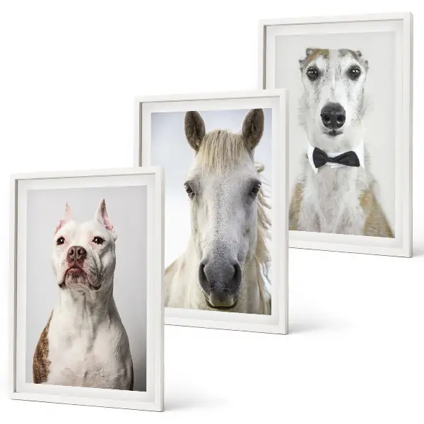 Set of 3 framed wall art pieces Portraits of dogs and horses elegantly