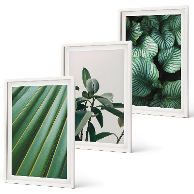 Set of 3 framed wall art pieces Aesthetic tropical leaves